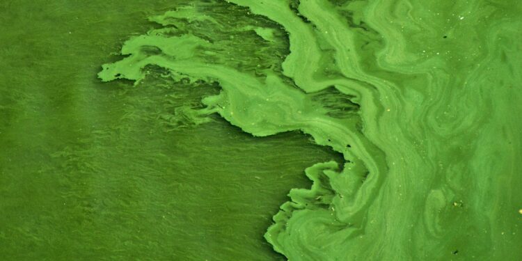 Harmful Algae Blooms: An untapped resource - World Bio Market Insights