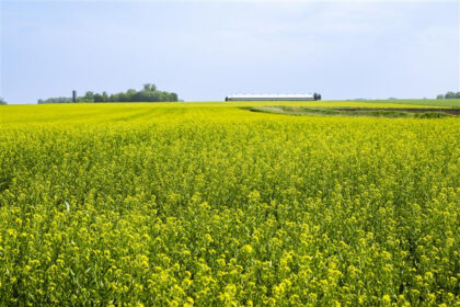 Camelina and pennycress modified for enhanced biofuels