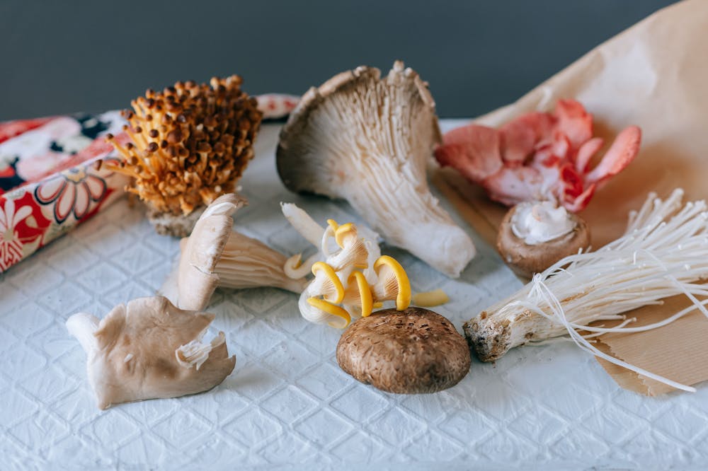The rise of UK alternative protein companies