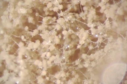 NoMy raises €1.25 M to expand fungal protein technologies