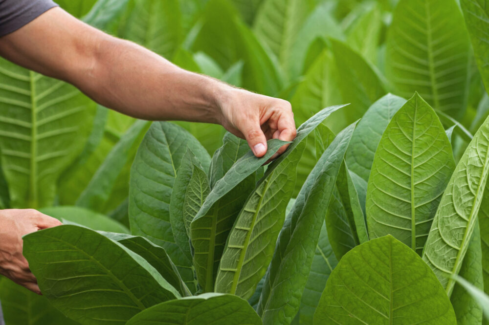 tobacco biofuel Scientists explore turning into sustainable Scientists explore process to utilise